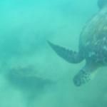 Sea turtle looking for lunch