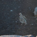 Chukar at Haleakala