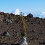 A Silversword begins to bloom