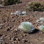 Silverswords at Haleakala