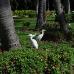 Cattle egrets at our hotel