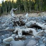 Cool tree stump in a river bed