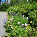 Rainier wildflowers 1