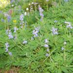 Rainier wildflowers 2