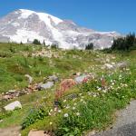 Flowers, stream, and mountain