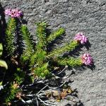 Flower against the rock