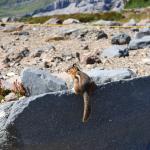 Mt. Rainier chipmunk