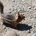 Chipmunk at our feet