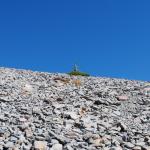 Lone tree on Mt. Rainier