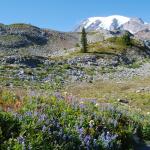 Rainier wildflowers 3