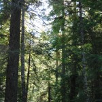 The sun filtering through the trees