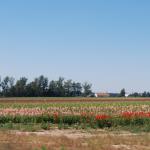 Fields in Michigan 1