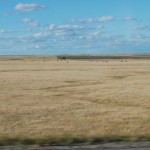 South Dakota cattle