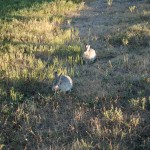 Cute bunnies