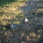 What&#039;s up, Doc?