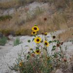 Yellow wildflowers