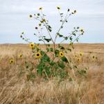 Lonely flower bush