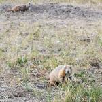 The prairie dog spots us