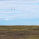 Soaring bird of prey