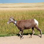 Big horn sheep beside the car