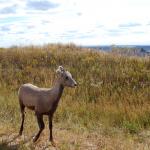 Baby big horn sheep
