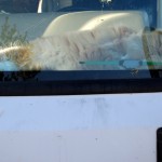 Fat orange cat in someone&#039;s RV