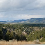 Forest view
