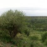Tarangire panorama