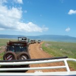 Traffic jam caused by the rhino
