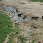 Animals at the river (the view from the tents at the lodge)