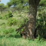 Leopard escape