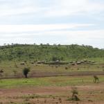 A Maasai boma on the way from Arusha to Tarangire Natl. Park