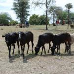 Cows at a Maasai market