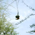 A weaver bird working on its nest