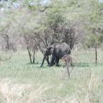 Our first elephant sighting