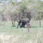 Our first elephant sighting