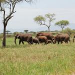 A family (females and their young) of elephants on the move