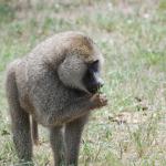 Baboon snacking on grass
