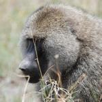 Baboon head shot