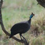 Helmeted guineafowl in a tree
