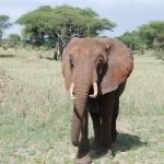 An elephant checking us out