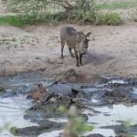 Wallowing warthogs (the namesake of Tarangire Park)