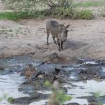 Wallowing warthogs (the namesake of Tarangire Park)