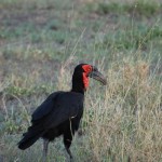 Southern Ground Hornbill