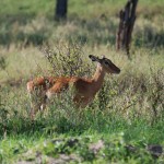 Dikdik (very small antelope)