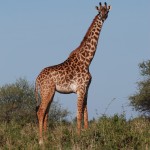 Giraffe in the morning in Tarangire