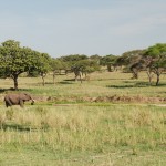 Lone elephant