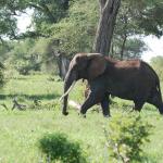 Elephant bull walking