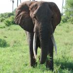 Elephants are almost always eating