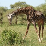 Giraffe spreading its legs to reach a low shrub